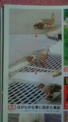 かわいそうだけどかわいい