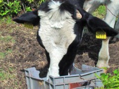 こー寒いと・・・