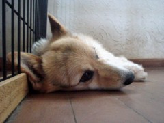 アフェリエイト