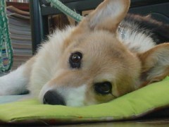 あ～あ、又歳をとりました！