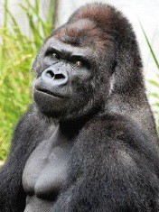 ゴリラ