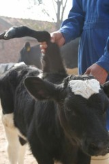 【中国】背中に足のはえた牛が生まれる！