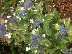 【お題日記】雨の日の楽しみ方