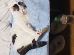 【お題日記】猫好きですか？