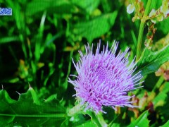 君はアザミを見たことがあるか