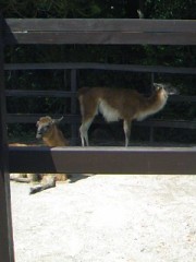 てん てん てん