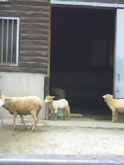 きゅーっと結ぶ