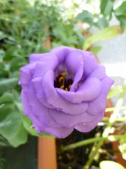 綺麗に咲きました！