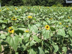 ヒマワリだ！！