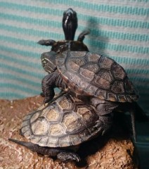 我が家の子どもたち