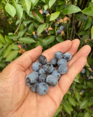 【お題日記】あざといなと思う仕草