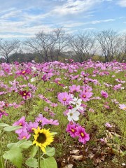 【お題日記】ゴルフしたことある？