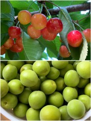 サクランボ狩りからの梅ジュース作り