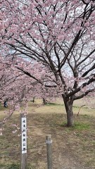 【お題日記】花見の予定は？