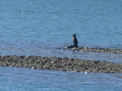 【お題日記】恋人の性欲が強すぎると疲れる？