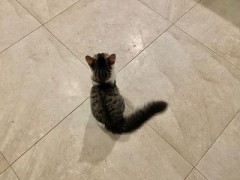 去勢時期って・・・