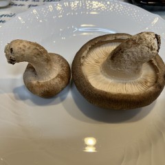 【お題日記】驚くほどすごかったあのムダ毛