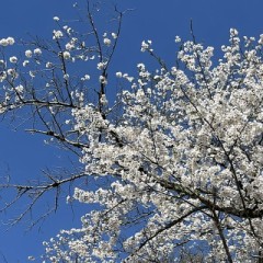 【お題日記】Hのお誘いはどちらから？