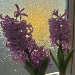 【お題日記】手作りチョコ、渡したor貰ったことは？