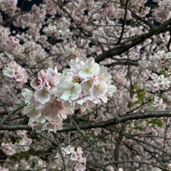どこかで春が生まれてる