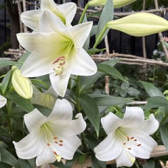 【お題日記】近所にあってほしい飲食店