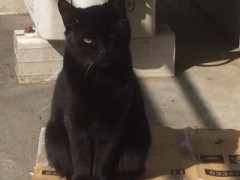 黒猫は不吉？