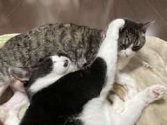 風邪ひいてました