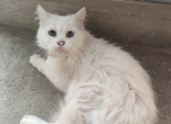 「好きなタイプ」と言うか