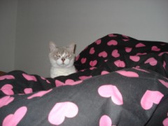 はじめまして★しょこらです♪