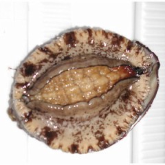 【お題日記】ここで一句、あなたのエロ川柳♪