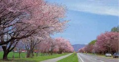 【お題日記】お花見のおすすめスポット
