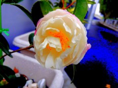 山茶花