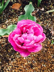 【お題日記】あなたのアピールポイントは？