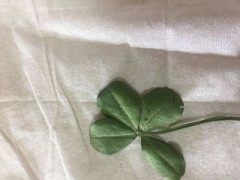 また見つけました