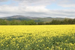 菜の花畑