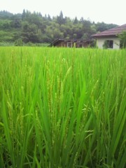 !Σ（￣□￣||| ）有料会員から無料会員に!! ポイント０!!