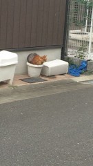 【お題日記】下着の価格はどのぐらいかけてますか？