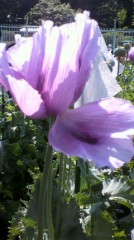 東京の薬用植物園