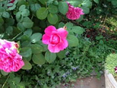 おはようございます