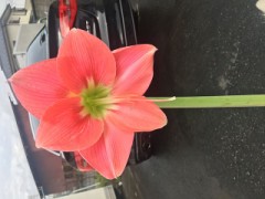 のーんは、長女なの