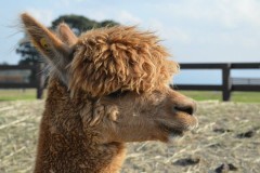 【お題日記】ここだから話せること