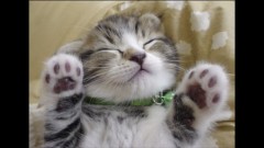 ニャン にゃん にゃん♡