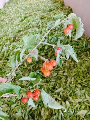 【お題日記】気持ちよくなるにはテクニック重視？雰囲気重視？