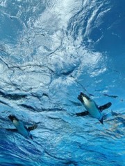 【お題日記】憧れる職業は？