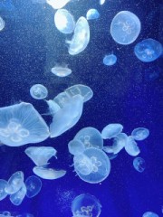 【お題日記】お持ち帰りテクニック