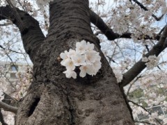 【お題日記】なんでキスって気持ちいいんだろう