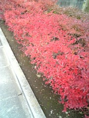 ドウダンツツジ