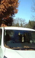 メタセコイア襲来