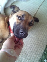 犬にゃことかかない。