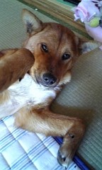 大型っぽい…新人…